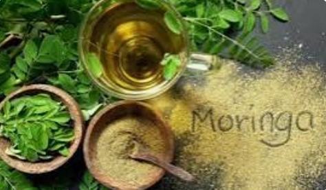 Everything Moringa